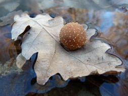 parasite on a dry oak leaf
