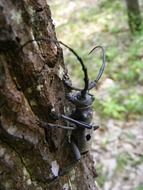 cerambyx beetle on a bark