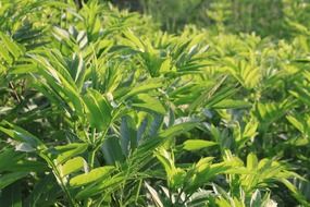 danewort green filed landscape