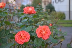 rosebush with peach flowers