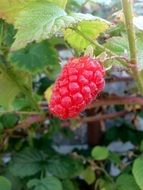 red berry on a branch