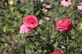 closeup picture of Red roses in a park