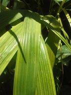 Green big leaves