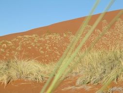 landscape of dry grass innamib desert in namibia, sossusvlei