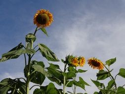 tall sunflower flowers against a blue sky