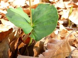 green plant among yellow fallen leaves