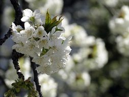 white cherry tree in spring close-up on blurred background