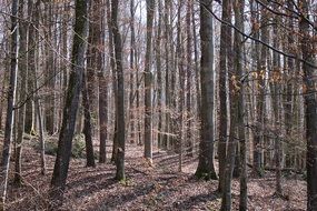 trees in the autumn forest