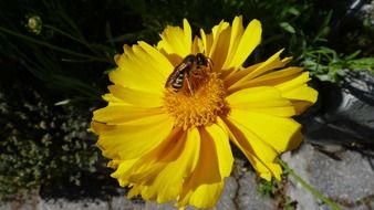 Bee on the yellow flower in spring