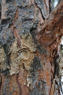 tree bark of a fir tree