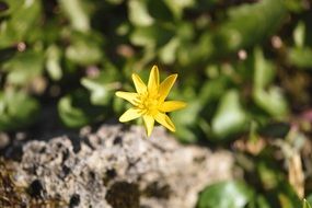yellow bud in the form of star close-up on blurred background