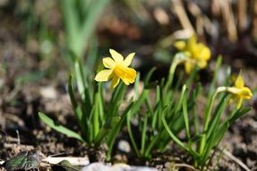 yellow daffodil bushes