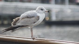 white seagull with gray wings near the lake