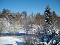 snowy forest at winter