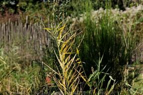 dry marsh plant