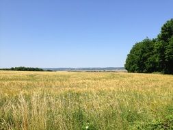 meadow field