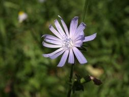 blue flower close-up on blurred background