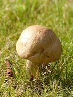 Small Autumnal mushroom