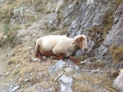 sheep lays on mountain side