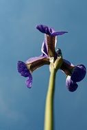 iris flower lower angle