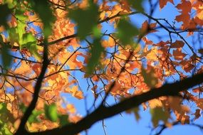 Picture of the autumn leaves on a tree