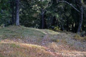 green forest fringe