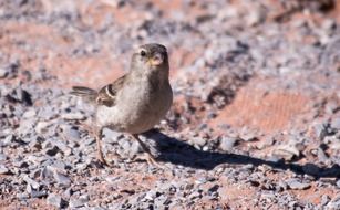 closeup photo of desert sparrow on ground