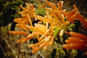 Orange trumpet creeper blossoms