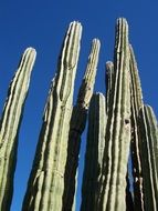 cactus in the desert in Arizona