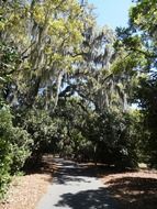 mysterious tree in a park