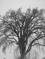 winter tree in park outdoor