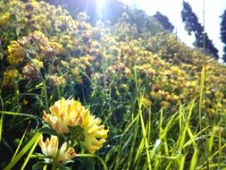 yellow flowers in green grass