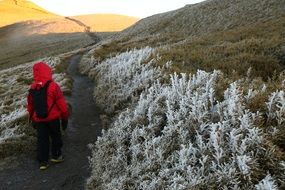 iced flora in the alpine mountains