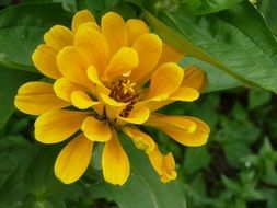 natural bright yellow bud