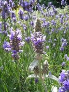 light purple flowers among green grass