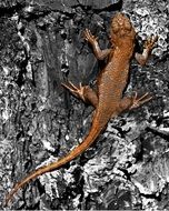 brown lizard is a representative of the fauna