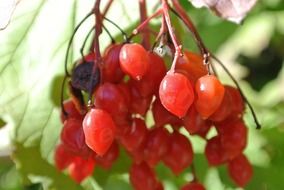 red rowanberries bush