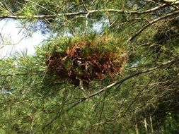 big nest on a pine tree