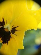 Beautiful and colorful pansy