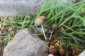 unusually beautiful fungus mushroom