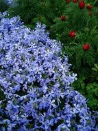 tiny blue flowers in spring