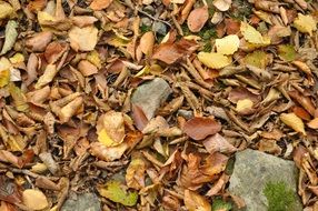 Autumn leaves and stones