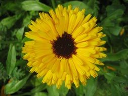 bright yellow garden flower closeup