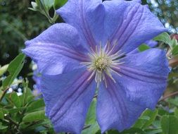 purple blue clematis flower