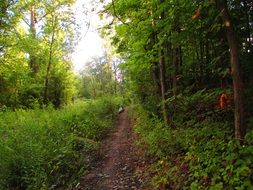 thin path among green plants