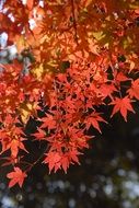 yellow and red leaves on a bush in autumn