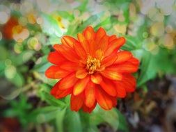orange flower in a pot