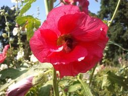 garden plant with red flower