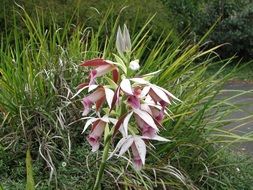Swamp lily flowers