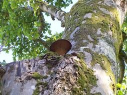 tree fungus in summer